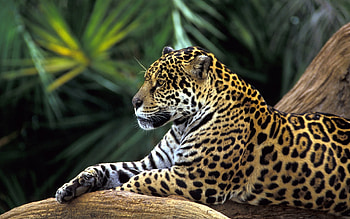 Animals, Leopards HD wallpaper
