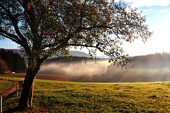 Apple tree , Nature and landscape, Nature's masterpiece, Captivating view HD wallpaper