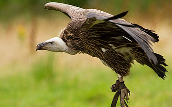 Animals, Bird, Predator, Eagle, Wave, Sweep, Dangerous HD wallpaper
