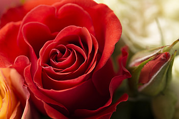 Red Rose, Buds, Flower, Red, Rose HD wallpaper