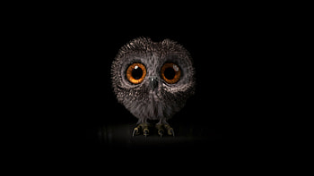 Pinfeather Fluffy Owl , owl, birds, artist, artwork, digital-art HD wallpaper
