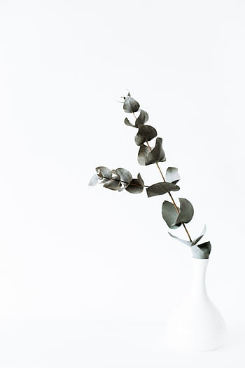 Elegant eucalyptus branch in a white vase on a minimalist white background. HD phone wallpaper