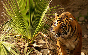Animals, Grass, Muzzle, Big Cat, Tiger, Hunt, Hunting HD wallpaper