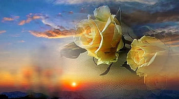 Yellow roses sunset, sky, nature, sunset, yellow roses HD wallpaper