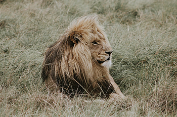 Animals, Lion, Predator, Mane, King Of Beasts, King Of The Beasts HD wallpaper