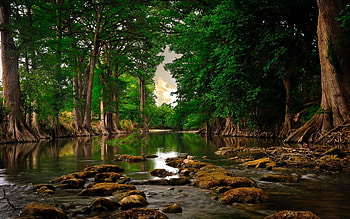 Forest river, Green, Rocks, Moss, Trees HD wallpaper