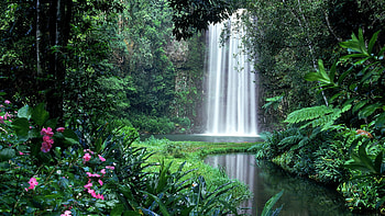 Amazon, Jungle, , Waterfall, Bush, Thicket, Waterfalls HD wallpaper