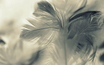 Feather, Macro, Pen, Material, Fluff, Fuzz HD wallpaper
