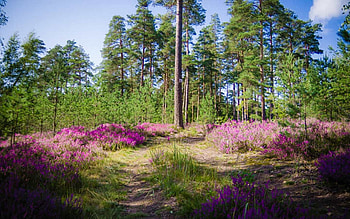 Forest in Latvia, pink, path, Latvia, flowers, forest HD wallpaper