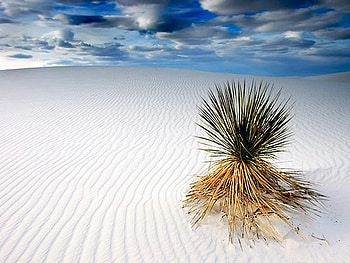 desert, plant, white, sand, lonely HD wallpaper