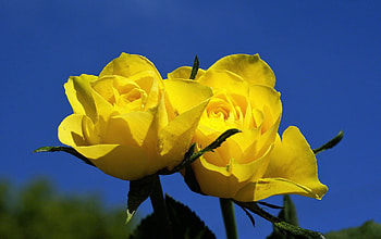 yellow roses, flowers, sky, roses, yellow HD wallpaper