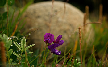 Morning Purple, beautiful, nature, flowers, wild HD wallpaper