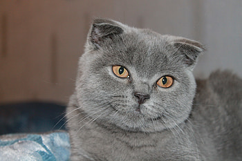 Animals, Cats HD wallpaper