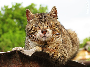 Animals, Cats HD wallpaper