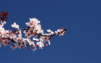 Flowers, Sky, Bloom, Flowering, Branch, Spring HD wallpaper