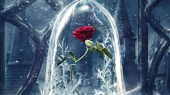 Beauty And The Beast Original , beauty-and-the-beast, 2017-movies, rose HD wallpaper