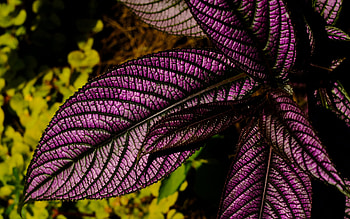 Strobilanthes, nature, macro, flower HD wallpaper
