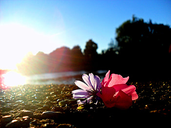 Natures Colors, pink, nature, flowers, water HD wallpaper