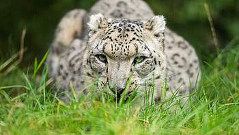 Snow leopard glance , 1440p resolution HD wallpaper