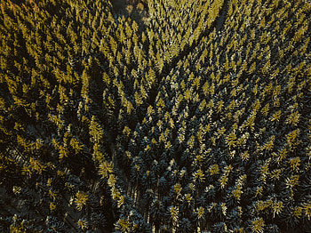 Forest, green, aerial view, dense HD wallpaper