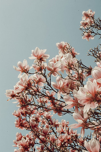 Daisies and glitter, Magnolia tree, bies, Nature HD phone wallpaper