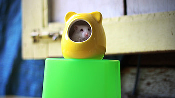 Animals, Tail, Nose, Teeth, Hamster HD wallpaper