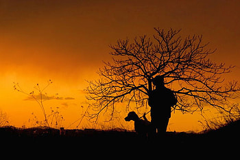 Sunset Tree, beautiful, , tree, sunset HD wallpaper