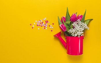Happy Spring!, tulip, pink, flower, card, spring HD wallpaper