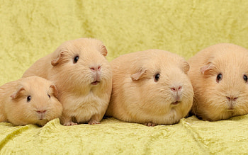 Animals, Guinea Pigs, Sit, Lot HD wallpaper