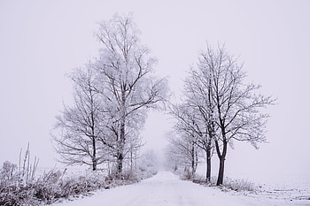 Winter, Nature, Trees, Snow, Road, Forest, Fog HD wallpaper