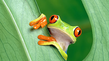 for laptop, MH91's design, Nature's wonder, Frog and leaf HD wallpaper