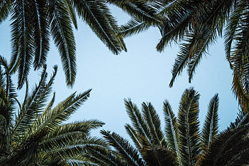 Nature, Leaves, Palms, Bottom View HD wallpaper