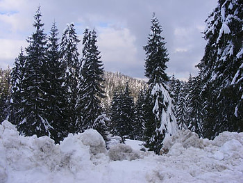 winter 6, winter HD wallpaper