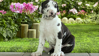 Animals, Flowers, Grass, Sit, Spotted, Spotty, Puppy HD wallpaper