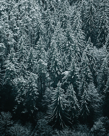 Winter, Nature, Trees, Snow, Forest, Ate HD phone wallpaper