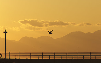 Nature, Sunset, Silhouette, Bird, Flight, Gull, Seagull HD wallpaper