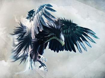 Fierce Eagle on MobDecor HD wallpaper