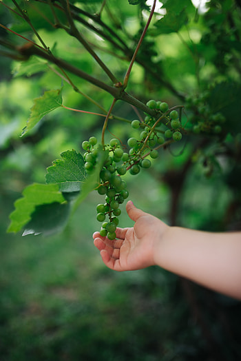Leaves, Grapes, Hand, Miscellanea, Miscellaneous, Fruit HD phone wallpaper