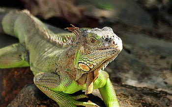 Iguana green reptile HD wallpaper