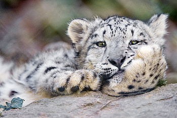 Animals, Snow Leopard, Big Cat, Irbis HD wallpaper