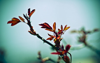 Background, Plant, Macro, Branch, Shadow, Greased, Smeared HD wallpaper