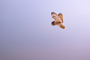 Short-eared owl (Asio flammeus), Short-eared Owl, Animal, owl HD wallpaper