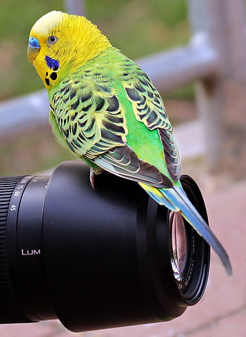 A vibrant green-yellow parakeet perched on a camera lens, showcasing wildlife and graphy elements. HD phone wallpaper