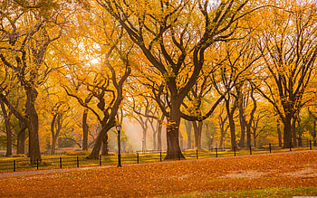 Central Park in Fall, orange, graphy, sunlight, fall, parks, day, brown, beams, light, , autumn, trees, branches, nature HD wallpaper