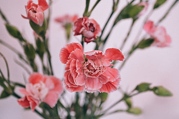 Flowers, Carnations, Petals, Bud, Blur, Smooth HD wallpaper