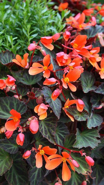 Begonia, Orange, Adorable, Flowers HD phone wallpaper