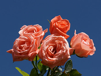 A bouquet of peach rose's, Delicate, Roses, Leaves, Petals, Blue Sky, Peach, Thorns, Stems HD wallpaper