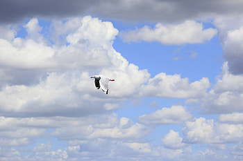 Animals, Sky, Clouds, Bird, Flight, Gull, Seagull HD wallpaper