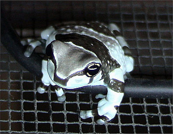 ADULT AMAZON MILK FROG, milk frog, amazon, adult, pretty HD wallpaper