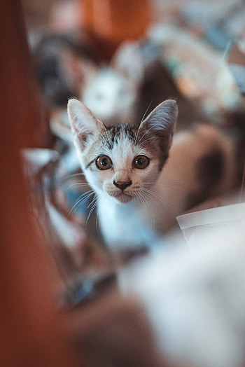 Animals, Kitty, Kitten, Sight, Opinion, Nice, Sweetheart, Kid, Tot HD phone wallpaper